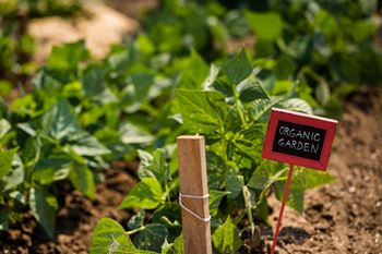 Community garden